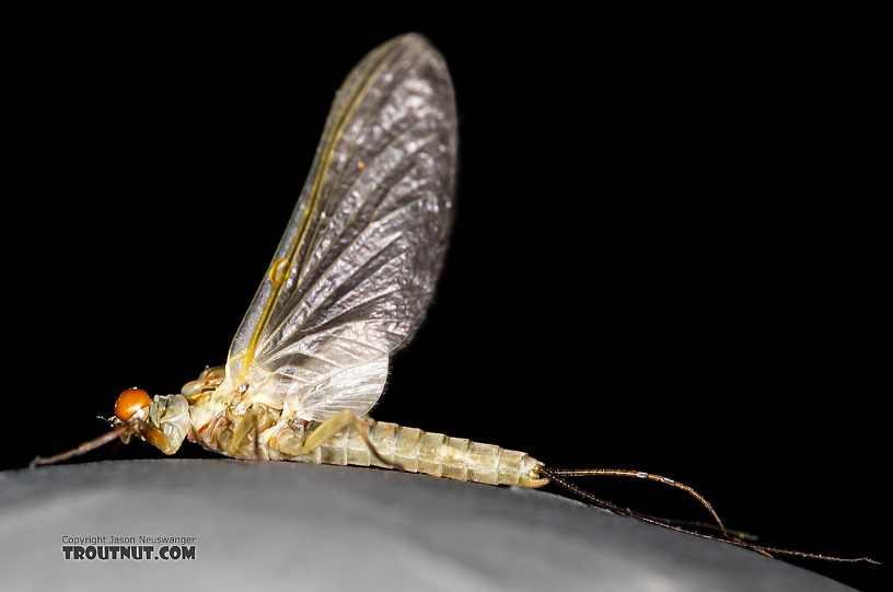 Male Ephemerella dorothea infrequens (Pale Morning Dun) Mayfly Dun from the Madison River in Montana