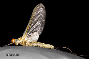 Male Ephemerella dorothea infrequens (Pale Morning Dun) Mayfly Dun