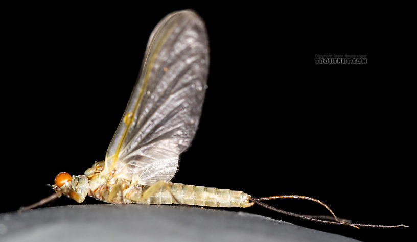 Male Ephemerella dorothea infrequens (Pale Morning Dun) Mayfly Dun from the Madison River in Montana