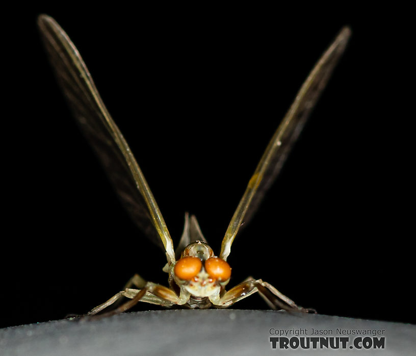 Male Ephemerella dorothea infrequens (Pale Morning Dun) Mayfly Dun from the Madison River in Montana