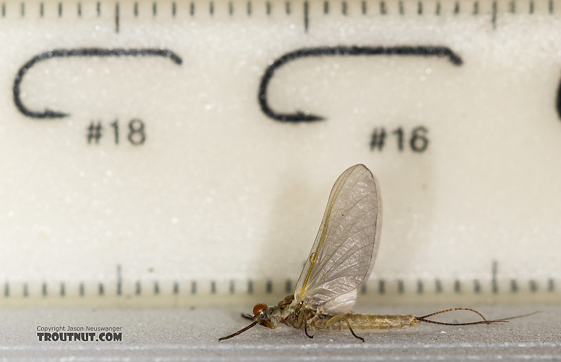 Male Ephemerella dorothea infrequens (Pale Morning Dun) Mayfly Dun from the Madison River in Montana