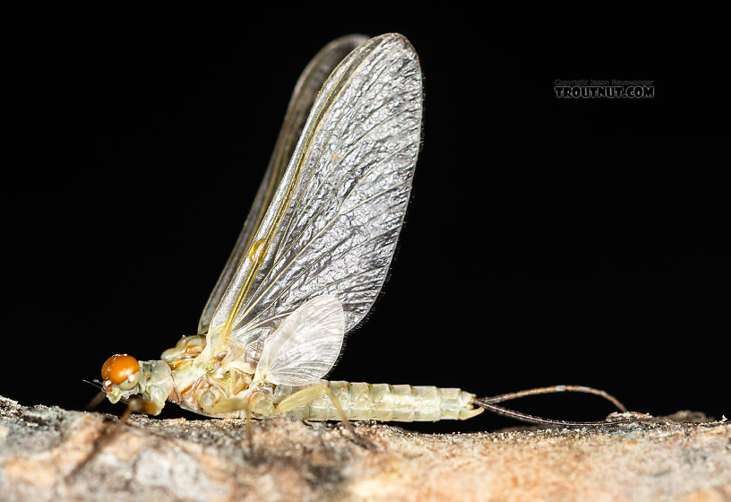 Male Ephemerella dorothea infrequens (Pale Morning Dun) Mayfly Dun from the Madison River in Montana