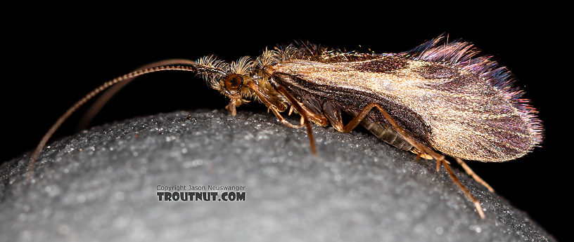 Male Lepidostoma (Little Brown Sedges) Little Brown Sedge Adult from the Madison River in Montana