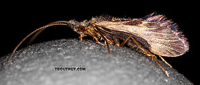 Male Lepidostoma (Little Brown Sedges) Little Brown Sedge Adult