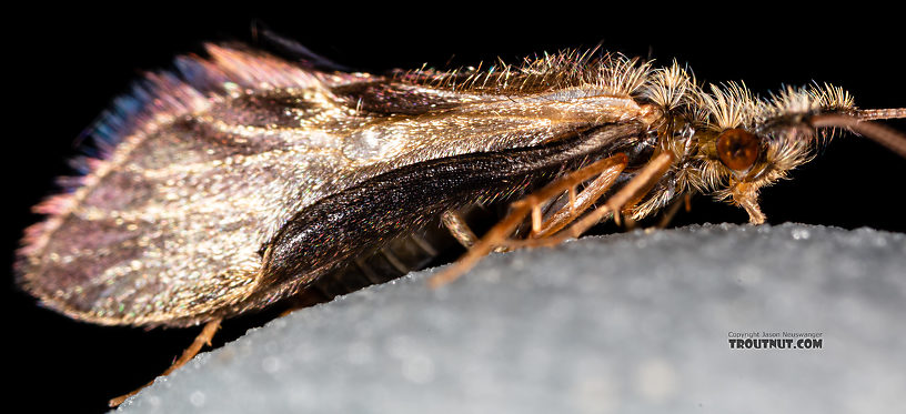 Male Lepidostoma (Little Brown Sedges) Little Brown Sedge Adult from the Madison River in Montana