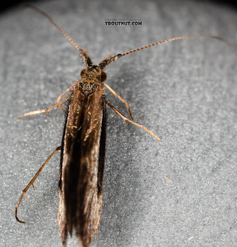 Male Lepidostoma (Little Brown Sedges) Little Brown Sedge Adult from the Madison River in Montana