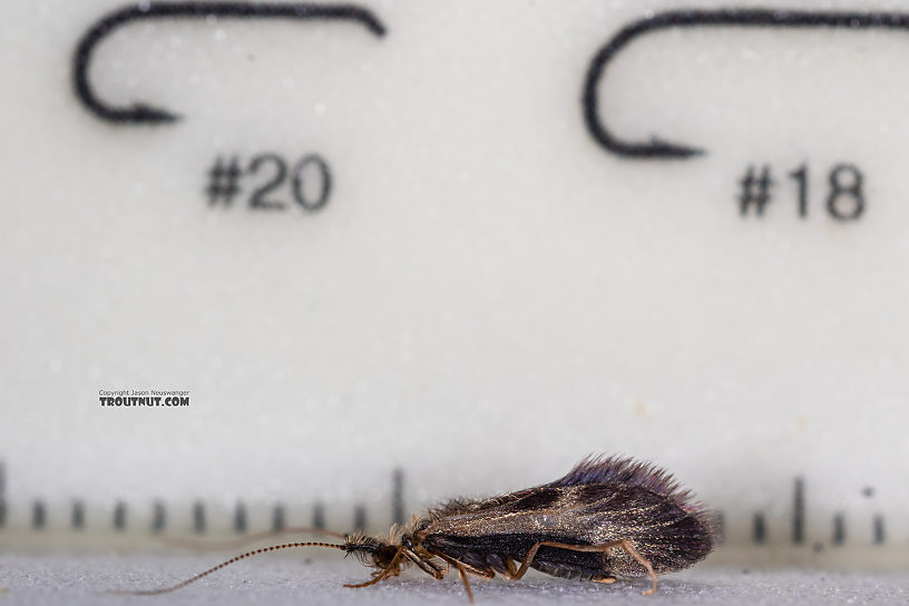 Male Lepidostoma (Little Brown Sedges) Little Brown Sedge Adult from the Madison River in Montana