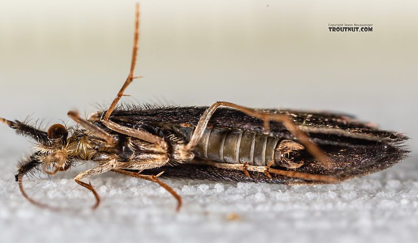 Male Lepidostoma (Little Brown Sedges) Little Brown Sedge Adult from the Madison River in Montana