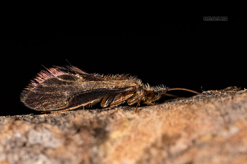 Male Lepidostoma (Little Brown Sedges) Little Brown Sedge Adult from the Madison River in Montana