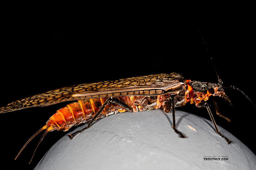 Female Pteronarcys californica (Giant Salmonfly) Stonefly Adult from the Gallatin River in Montana