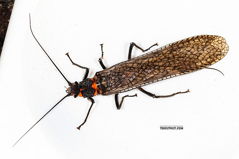 Female Pteronarcys californica (Giant Salmonfly) Stonefly Adult from the Gallatin River in Montana