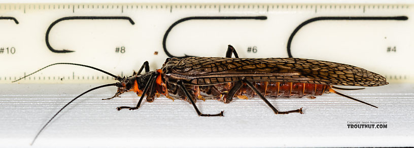 Female Pteronarcys californica (Giant Salmonfly) Stonefly Adult from the Gallatin River in Montana