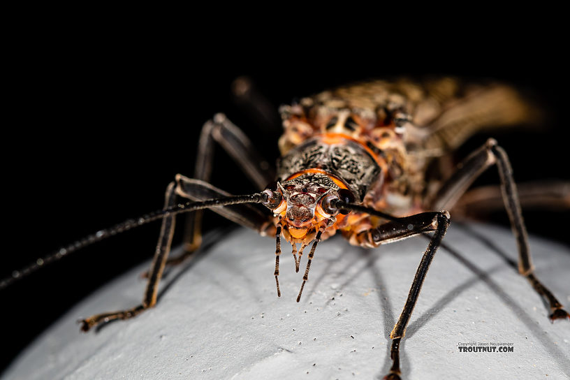 Female Pteronarcys californica (Giant Salmonfly) Stonefly Adult from the Gallatin River in Montana