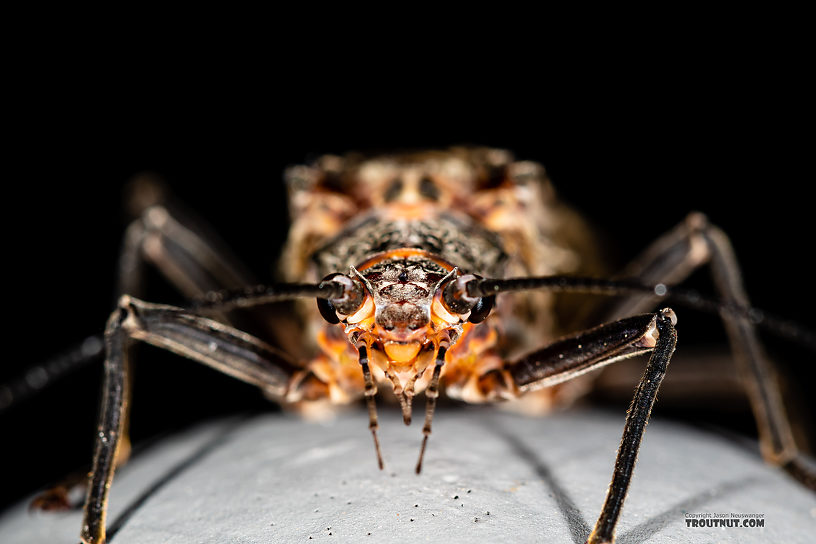 Female Pteronarcys californica (Giant Salmonfly) Stonefly Adult from the Gallatin River in Montana