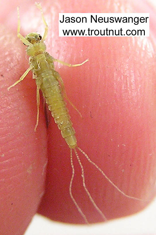 Female Ephemerella invaria (Sulphur Dun) Mayfly Dun from unknown in Wisconsin