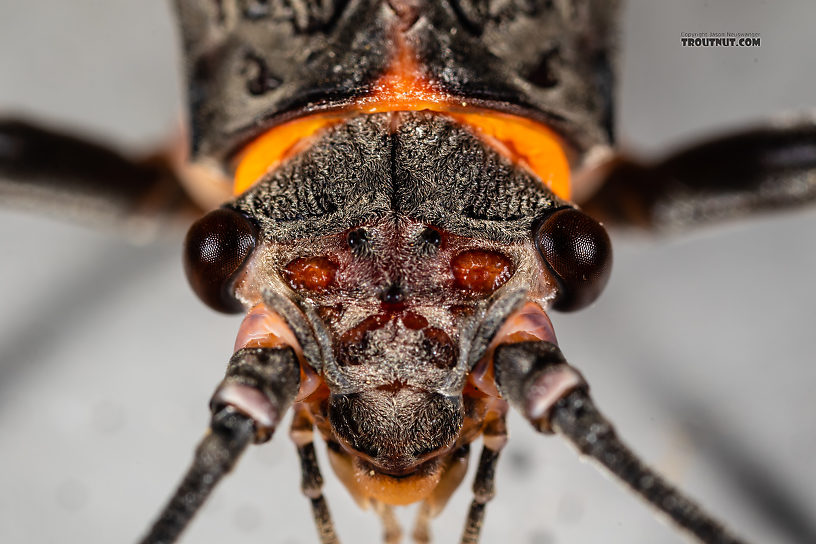 Female Pteronarcys californica (Giant Salmonfly) Stonefly Adult from the Gallatin River in Montana