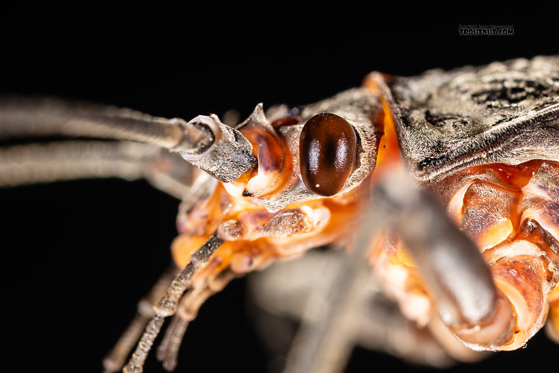 Female Pteronarcys californica (Giant Salmonfly) Stonefly Adult from the Gallatin River in Montana