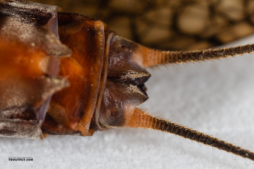 Female Pteronarcys californica (Giant Salmonfly) Stonefly Adult from the Gallatin River in Montana