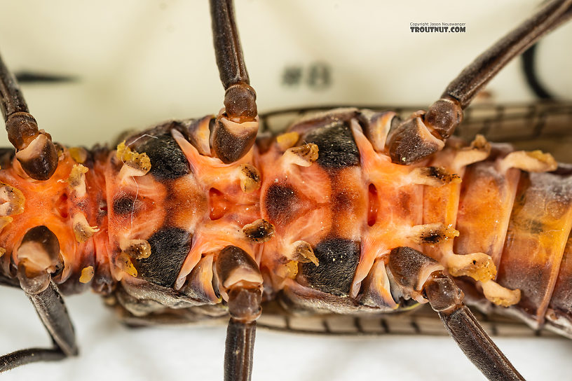 Female Pteronarcys californica (Giant Salmonfly) Stonefly Adult from the Gallatin River in Montana