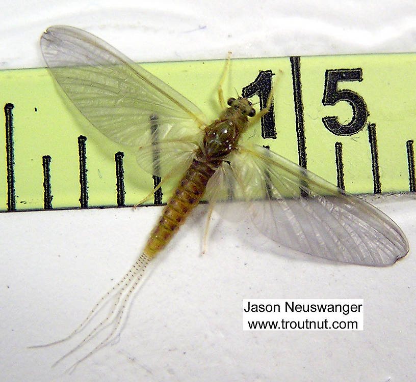 Female Ephemerella invaria (Sulphur Dun) Mayfly Dun from unknown in Wisconsin