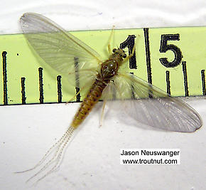 Ephemerella invaria (Sulphur Dun) Mayfly Dun