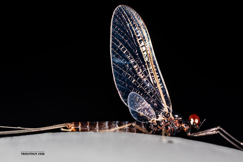 Male Neoleptophlebia heteronea (Blue Quill) Mayfly Spinner from the Madison River in Montana