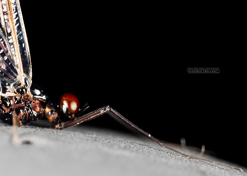 Male Neoleptophlebia heteronea (Blue Quill) Mayfly Spinner from the Madison River in Montana