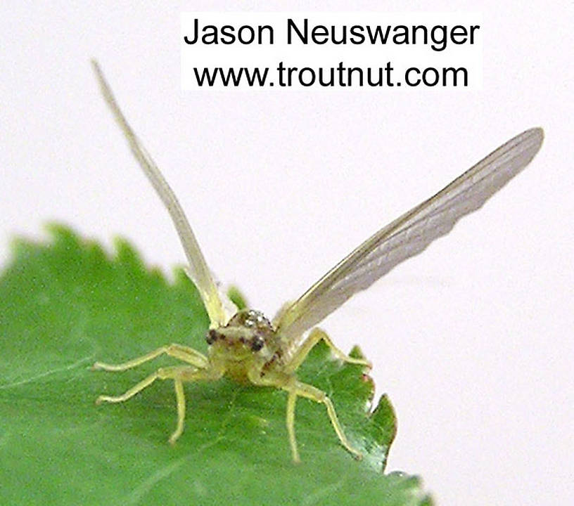 Female Ephemerella invaria (Sulphur Dun) Mayfly Dun from unknown in Wisconsin