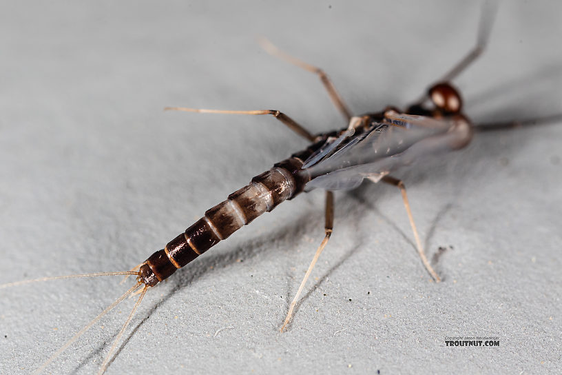 Male Neoleptophlebia heteronea (Blue Quill) Mayfly Spinner from the Madison River in Montana