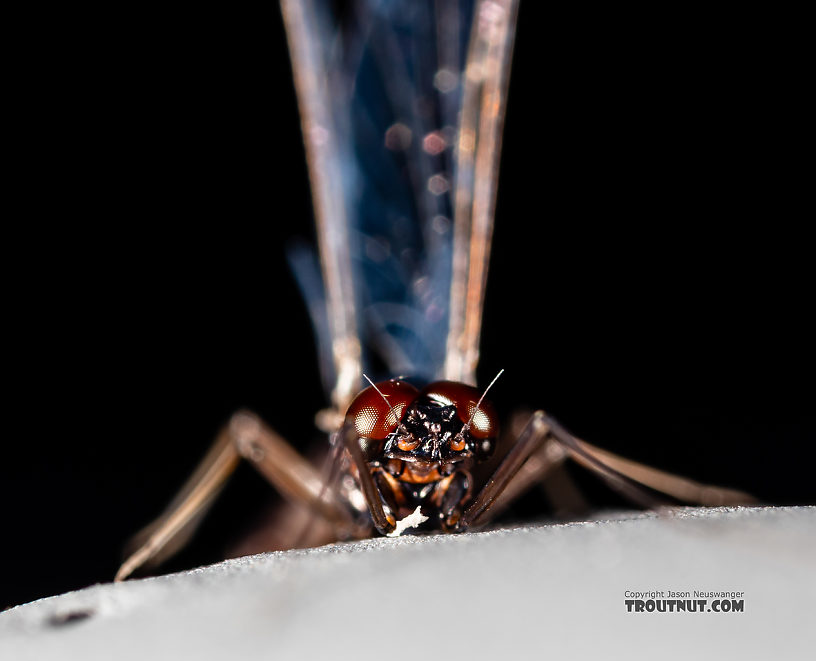 Male Neoleptophlebia heteronea (Blue Quill) Mayfly Spinner from the Madison River in Montana