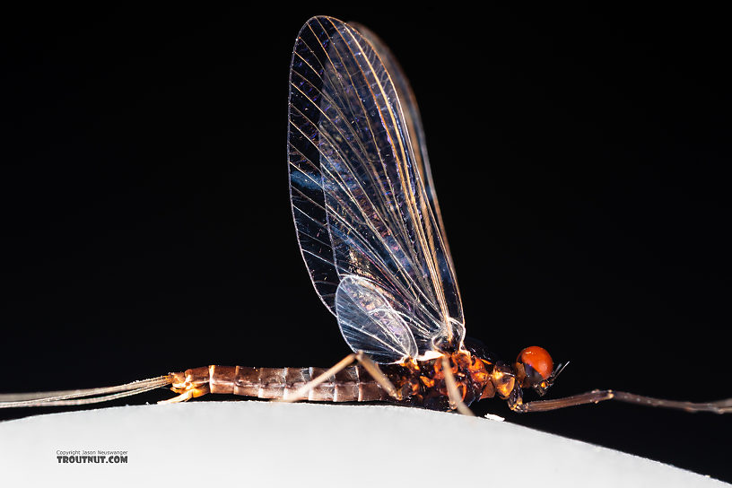 Male Neoleptophlebia heteronea (Blue Quill) Mayfly Spinner from the Madison River in Montana