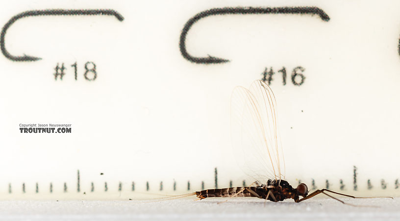 Male Neoleptophlebia heteronea (Blue Quill) Mayfly Spinner from the Madison River in Montana