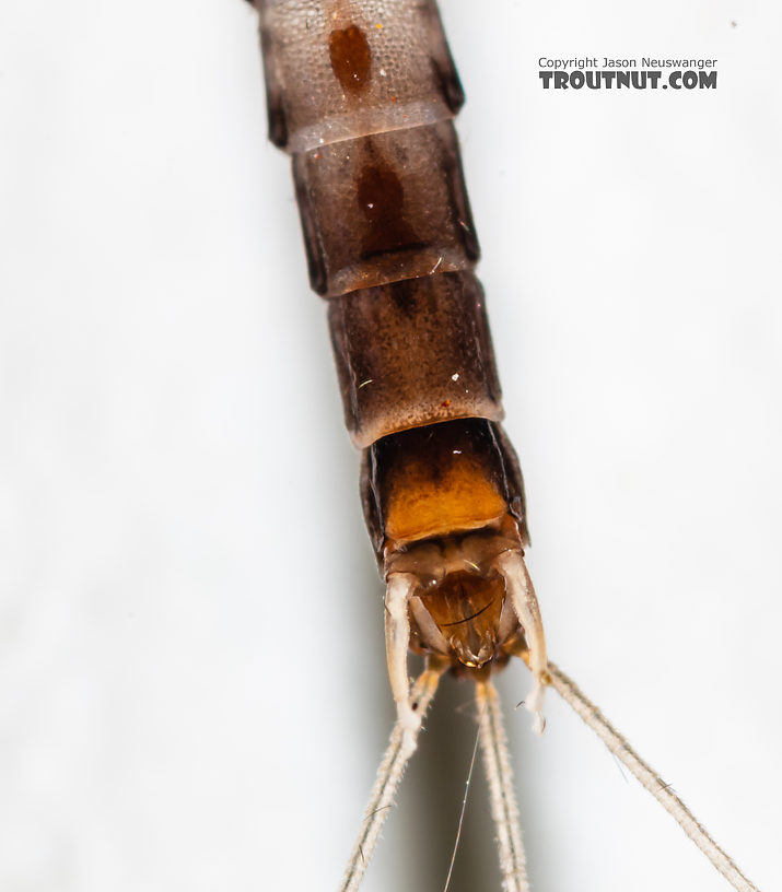 Male Neoleptophlebia heteronea (Blue Quill) Mayfly Spinner from the Madison River in Montana