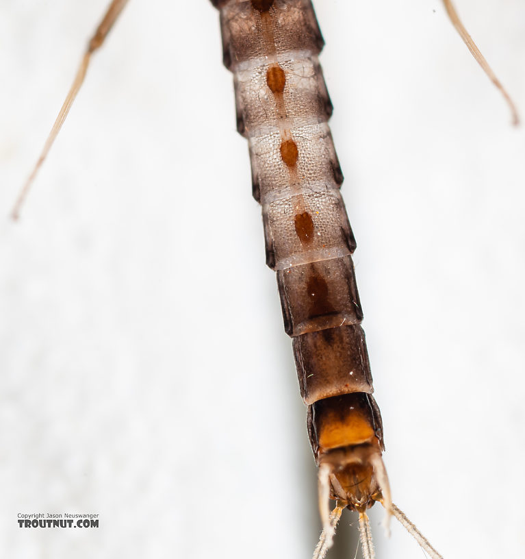 Male Neoleptophlebia heteronea (Blue Quill) Mayfly Spinner from the Madison River in Montana