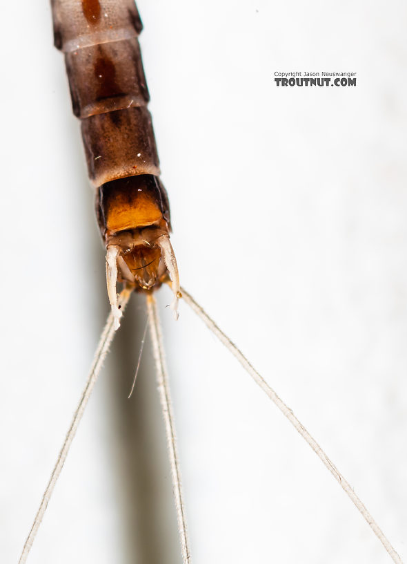 Male Neoleptophlebia heteronea (Blue Quill) Mayfly Spinner from the Madison River in Montana