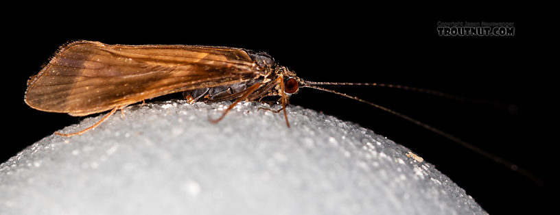 Male Cheumatopsyche (Little Sister Sedges) Caddisfly Adult from the Madison River in Montana