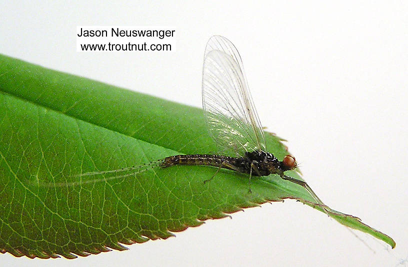 Male Ephemerella invaria (Sulphur Dun) Mayfly Spinner from unknown in Wisconsin