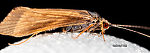 Male Cheumatopsyche (Little Sister Sedges) Caddisfly Adult