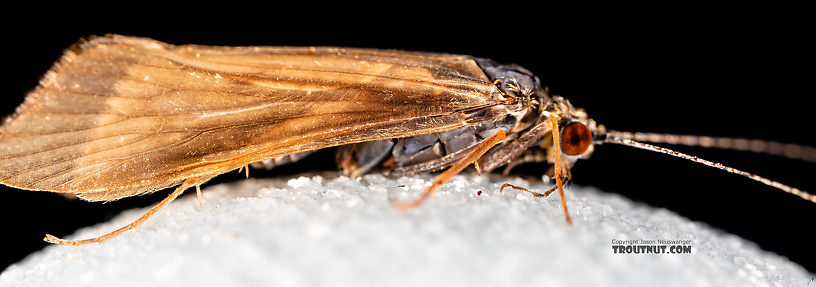 Male Cheumatopsyche (Little Sister Sedges) Caddisfly Adult from the Madison River in Montana