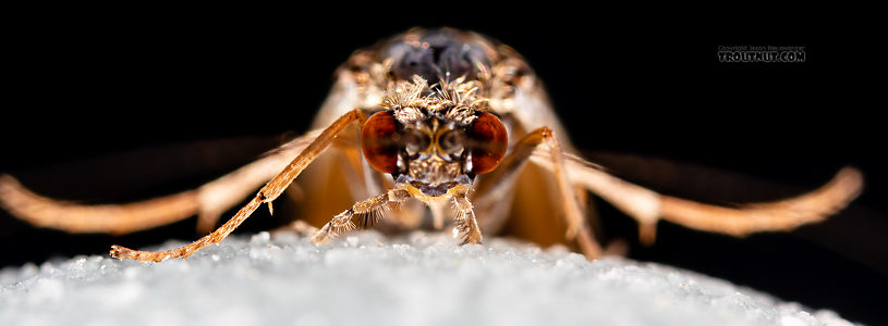 Male Cheumatopsyche (Little Sister Sedges) Caddisfly Adult from the Madison River in Montana