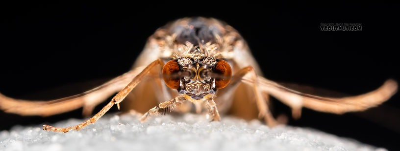 Male Cheumatopsyche (Little Sister Sedges) Caddisfly Adult from the Madison River in Montana