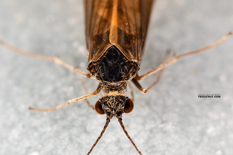 Male Cheumatopsyche (Little Sister Sedges) Caddisfly Adult from the Madison River in Montana