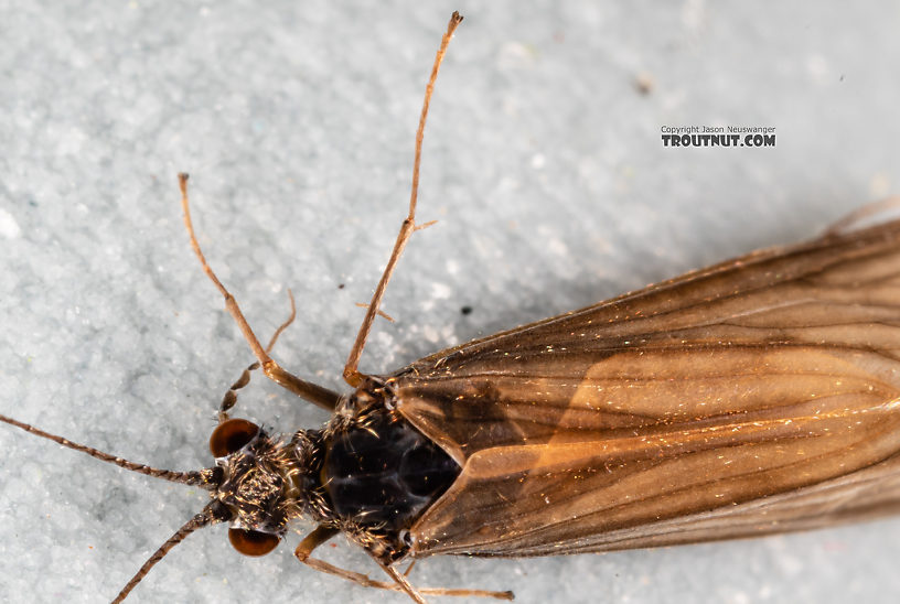 Male Cheumatopsyche (Little Sister Sedges) Caddisfly Adult from the Madison River in Montana