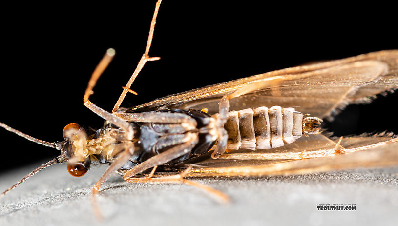 Male Cheumatopsyche (Little Sister Sedges) Caddisfly Adult from the Madison River in Montana