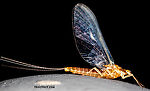 Female Ephemerella dorothea infrequens (Pale Morning Dun) Mayfly Spinner