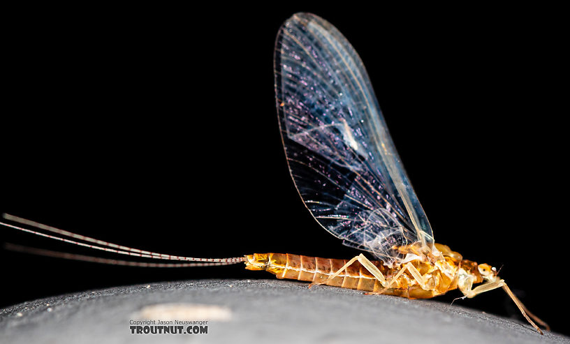 Female Ephemerella dorothea infrequens (Pale Morning Dun) Mayfly Spinner from the Madison River in Montana