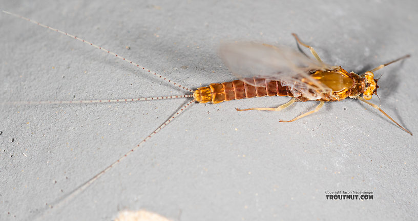 Female Ephemerella dorothea infrequens (Pale Morning Dun) Mayfly Spinner from the Madison River in Montana