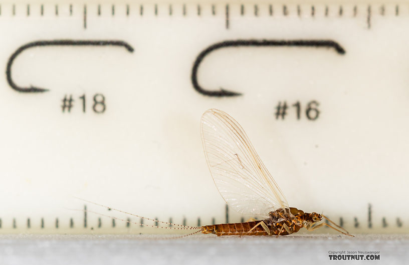 Female Ephemerella dorothea infrequens (Pale Morning Dun) Mayfly Spinner from the Madison River in Montana