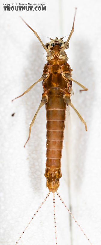 Female Ephemerella dorothea infrequens (Pale Morning Dun) Mayfly Spinner from the Madison River in Montana