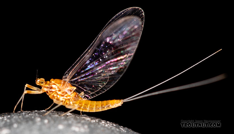 Female Ephemerella dorothea infrequens (Pale Morning Dun) Mayfly Spinner from the Madison River in Montana